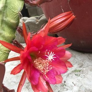 🔥Fuchsia/Orange Red Orchid Cactus Epiphyllum 2 Rooted Cuttings